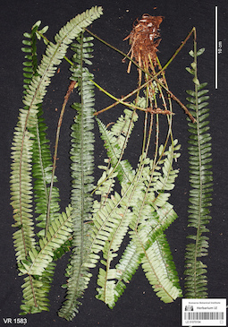 LE 01070194