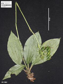 LE 01070196