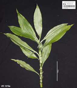 LE 01070198