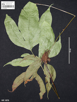 LE 01070205