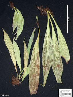 LE 01070203