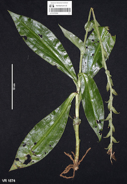 LE 01070204