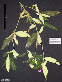 LE 01070220