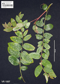 LE 01070141