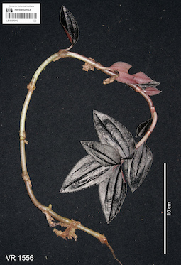 LE 01070142