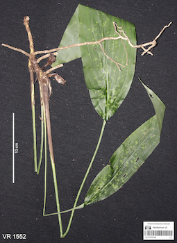 LE 01070146
