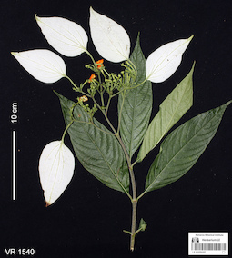 LE 01070157