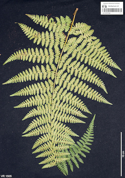 LE 01070164