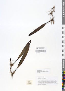 LE 01066816