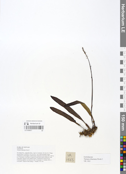 LE 01066817