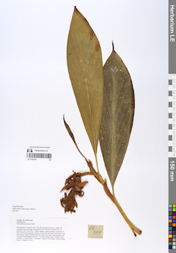 LE 01067041