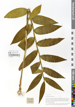 LE 01066244