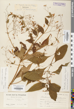 LE 01042806