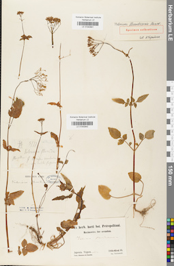 LE 01042841