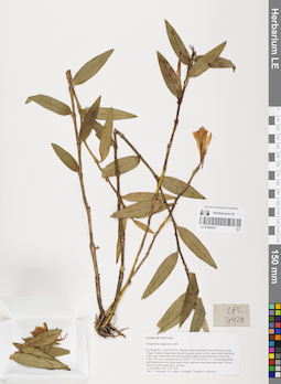 LE 01066451