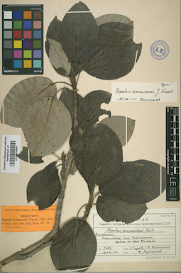 LE 01016504