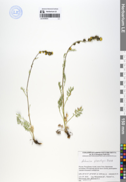 Artemisia phaeolepis