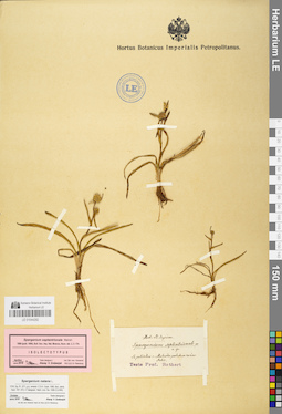 LE 01044292
