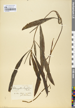 LE 01078185