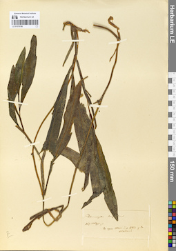 LE 01078186