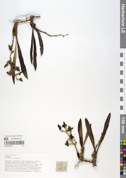 LE 01054307