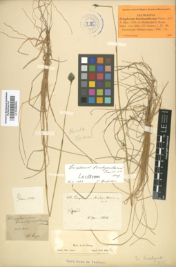 LE 01006551