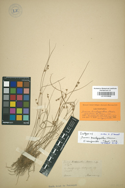 LE 01010528