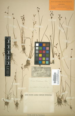 LE 01010542