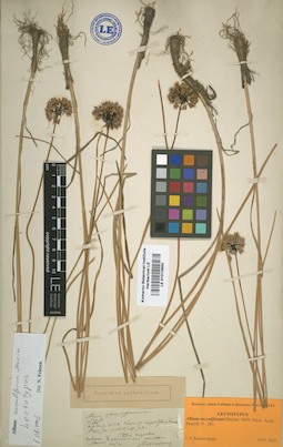 LE 01010650