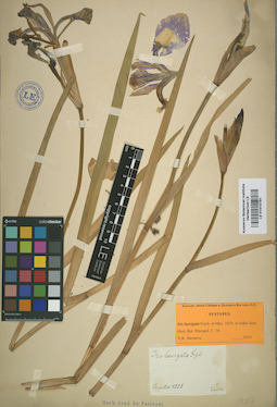 LE 01010781
