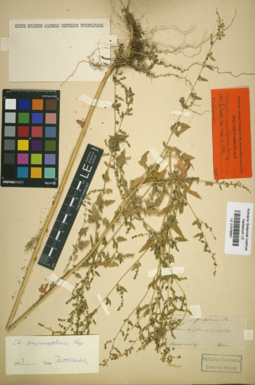 LE 01019561