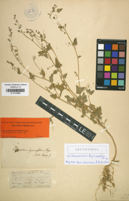 LE 01019565