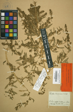 LE 01019608