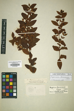 LE 01016251