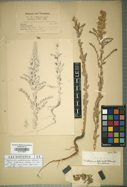LE 01016271