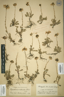 LE 01016284
