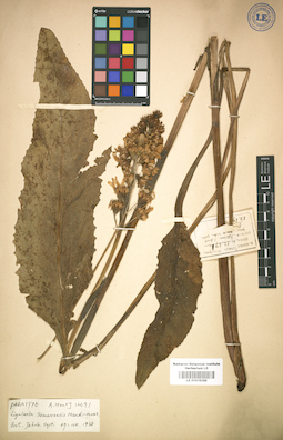 LE 01016296