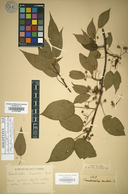 LE 01016298