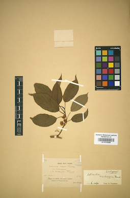 LE 01016299