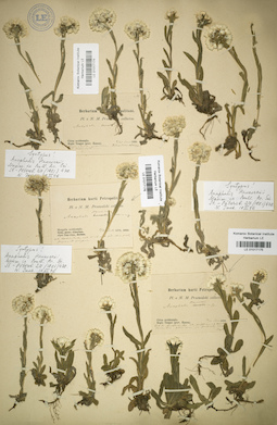 LE 01017176