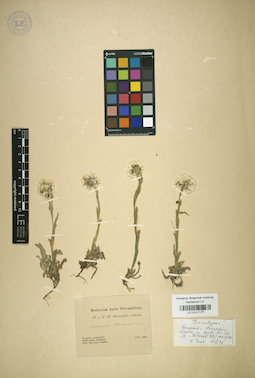 LE 01017177