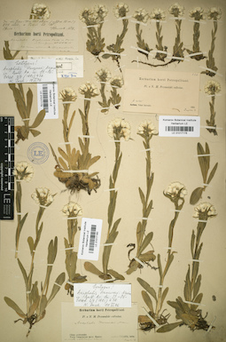 LE 01017180