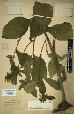 LE 01017196