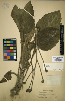 LE 01017197