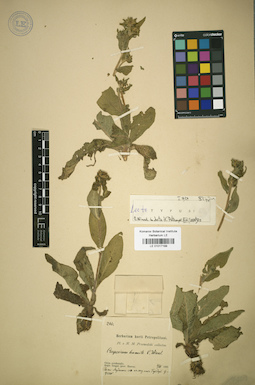 LE 01017199
