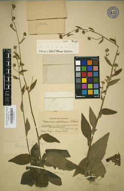 LE 01017215