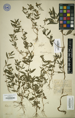 LE 01017217