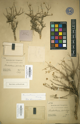LE 01017248
