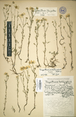 LE 01017251