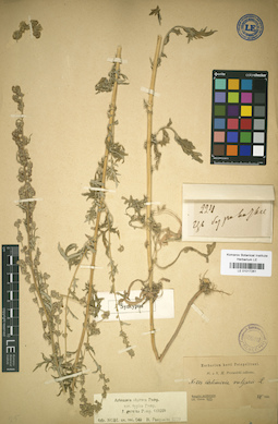 LE 01017261